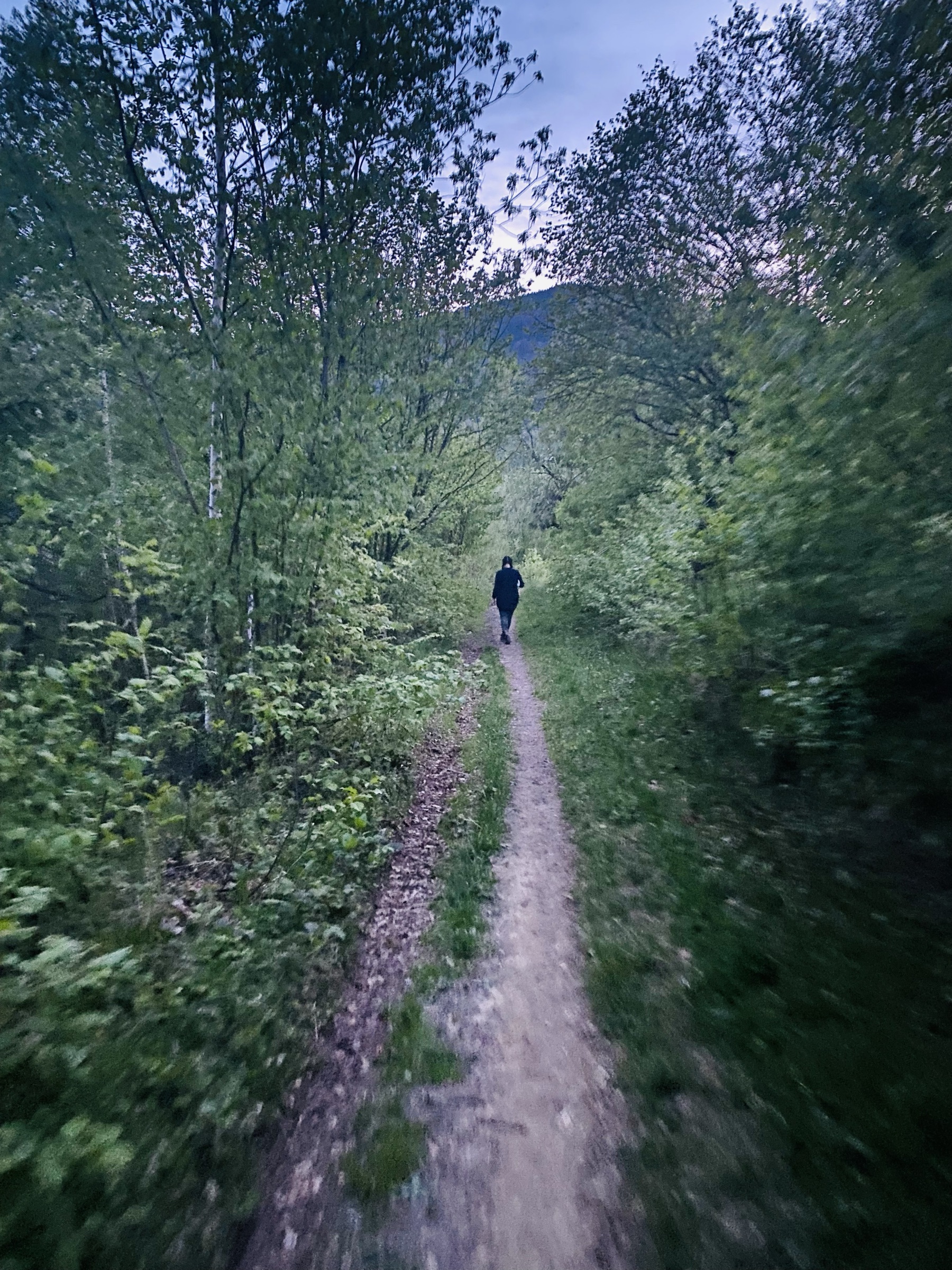 Ein Waldweg in den Karpaten in der Abenddämmerung